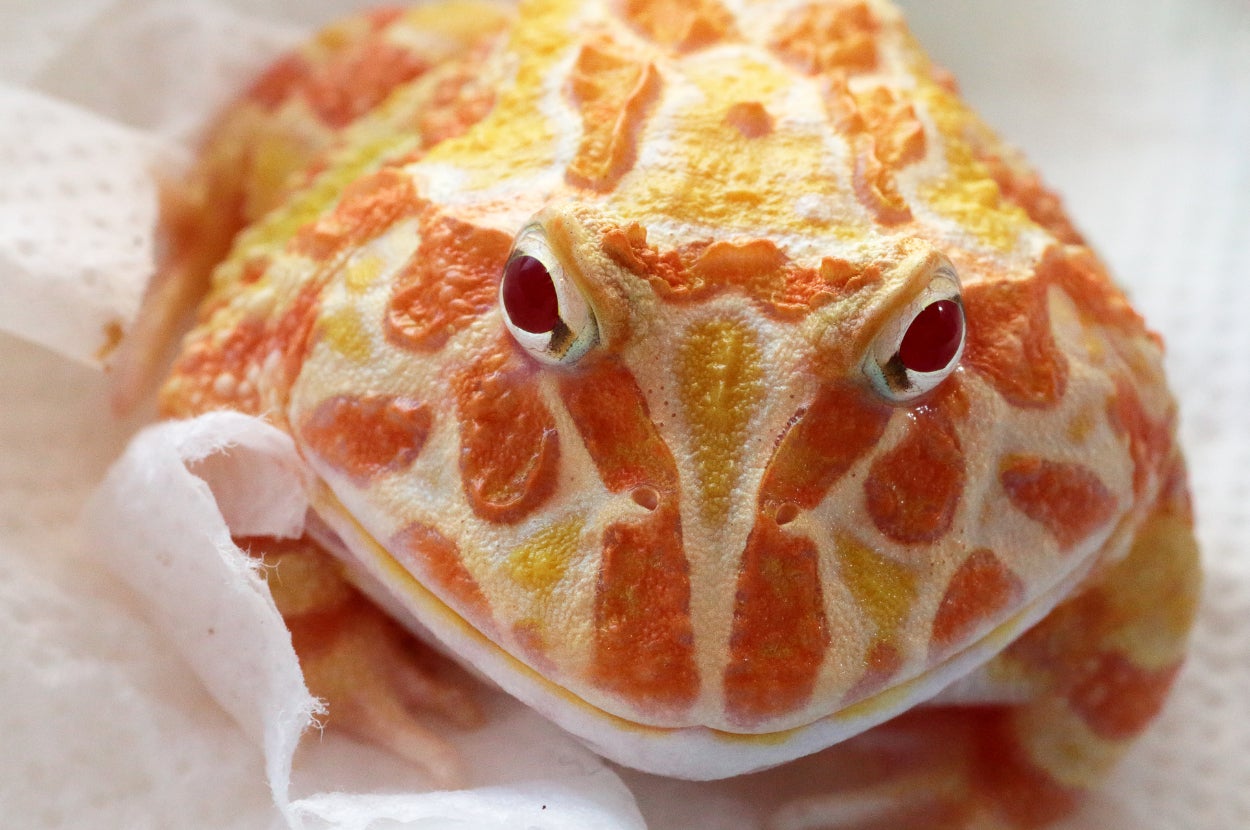 A Pac-Man frog