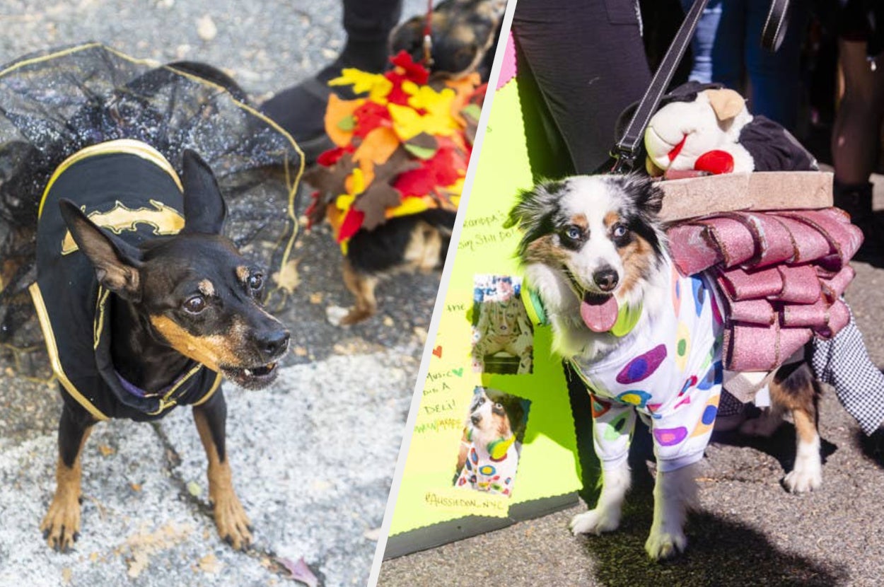 split image of a dog dressed as batwoman and a dog dressed as a leaf on the left and a dog dressed as a sandwich on the right 