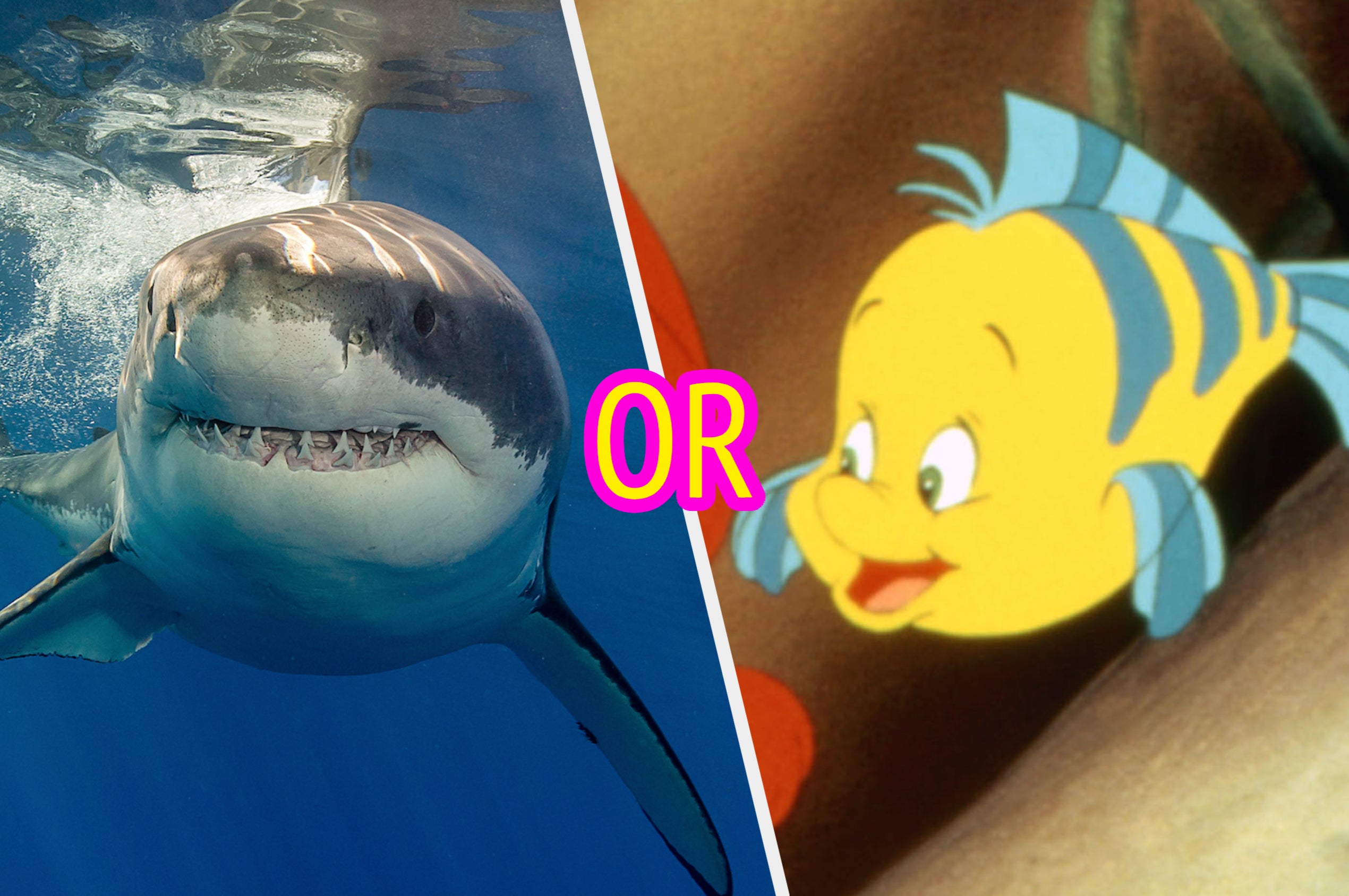Great White and Flounder