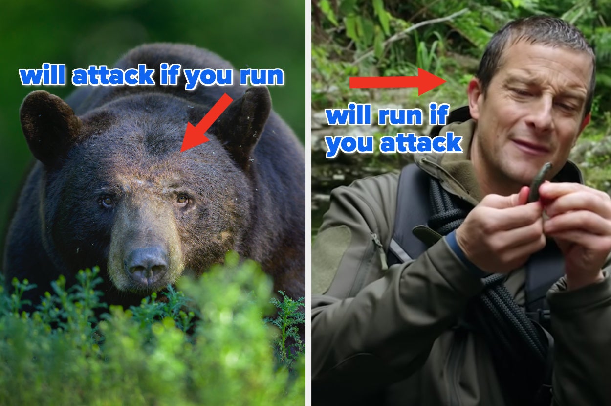 On the left is a black bear with caption "will attack if you run" and on the right is Bear Grylls with the caption "will run if you attack"