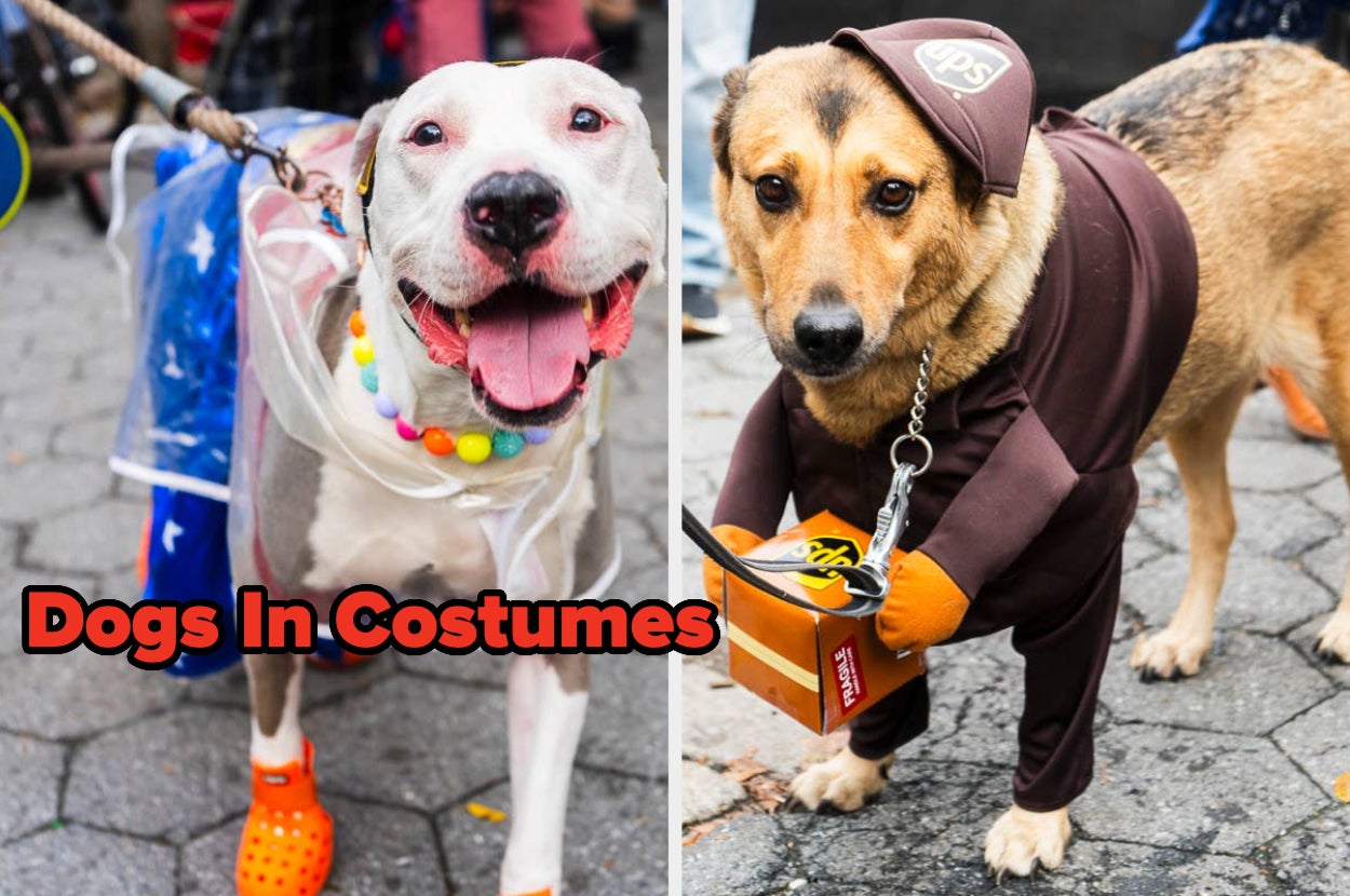split image of two dogs on the left is a dog dressed as wonder woman and on the right is a dog dressed as a ups worker