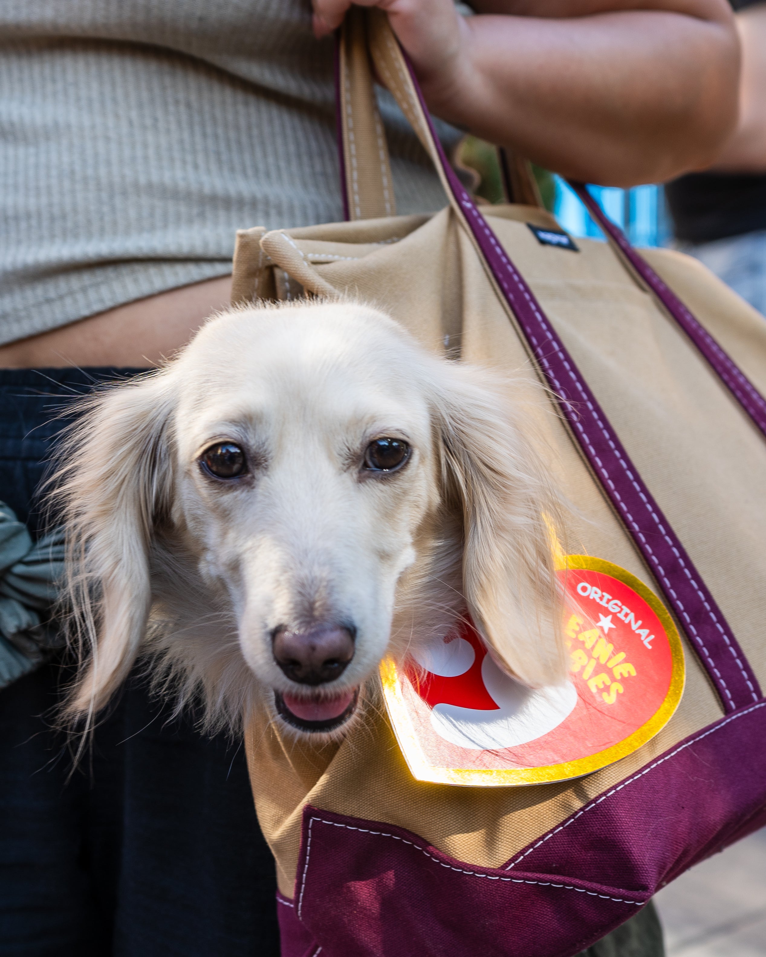 Cute dog peeking out of a tote bag