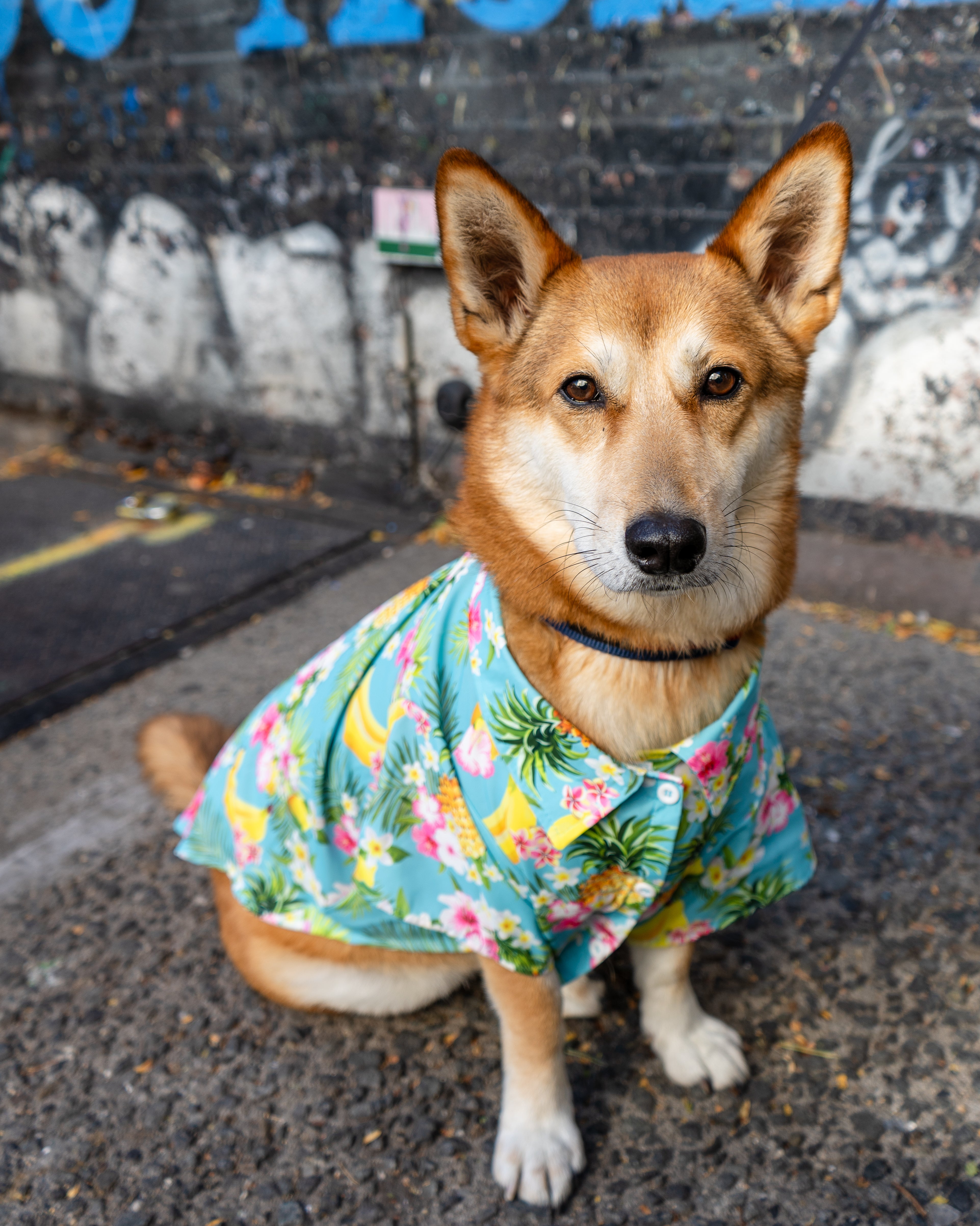Dog sitting on sidewalk wearing a tropical print shirt, looking at the camera