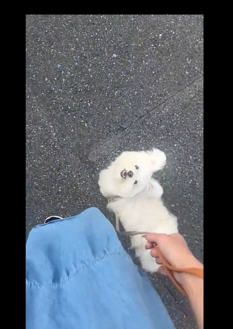 お散歩中、ずっと飼い主さんの顔を見つめながら歩く「おもち」ちゃん / 飼い主さんのXより