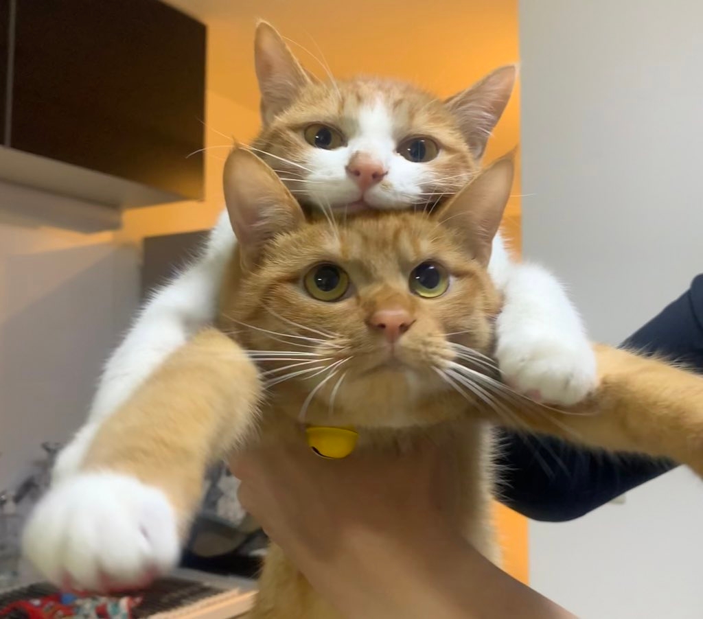 2匹の猫が一緒に抱えられている様子。上の猫は下の猫の頭に顎を乗せている。楽しげな雰囲気。
