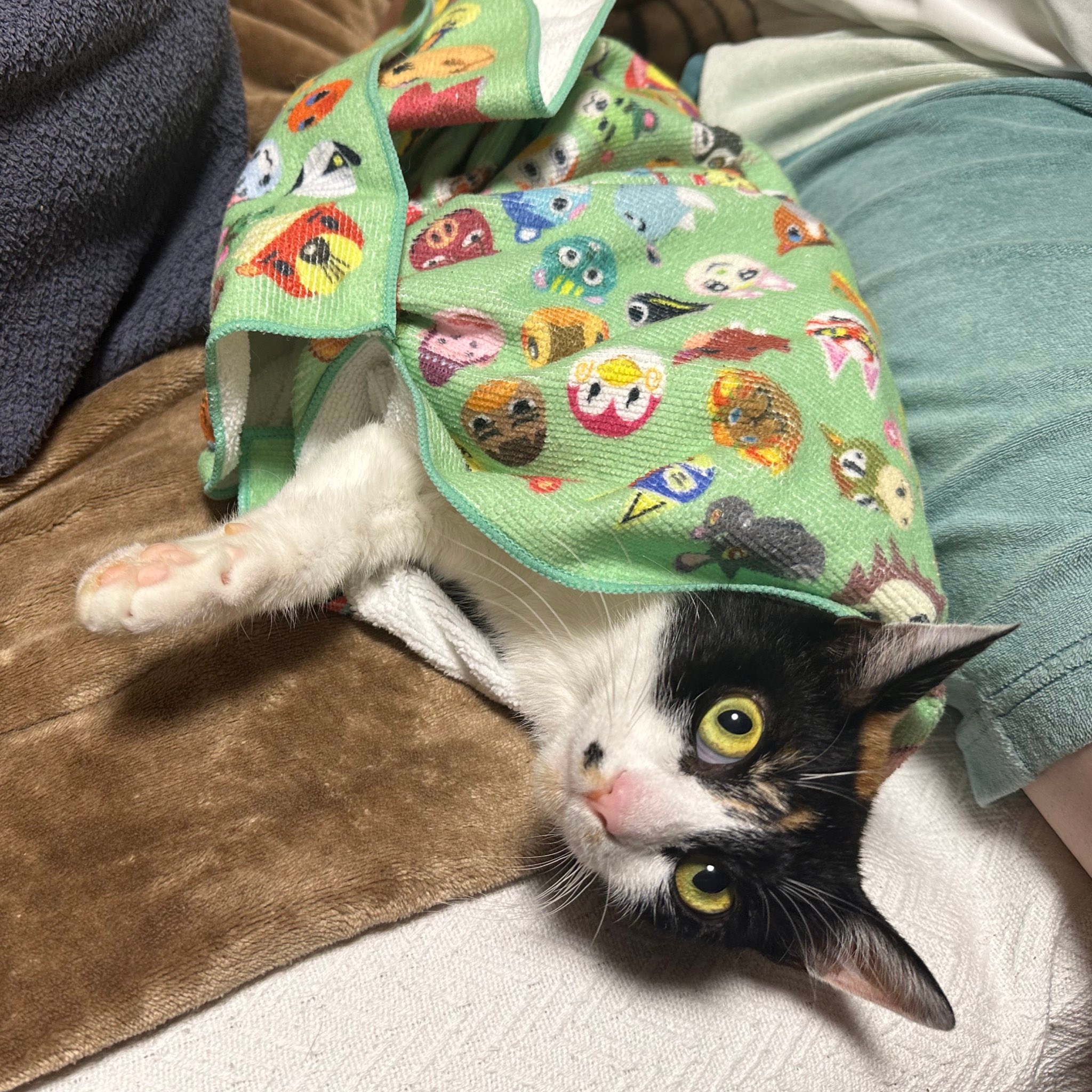猫がキャラクター柄の布に包まれてソファに横たわっている。リラックスした表情をしている猫。
