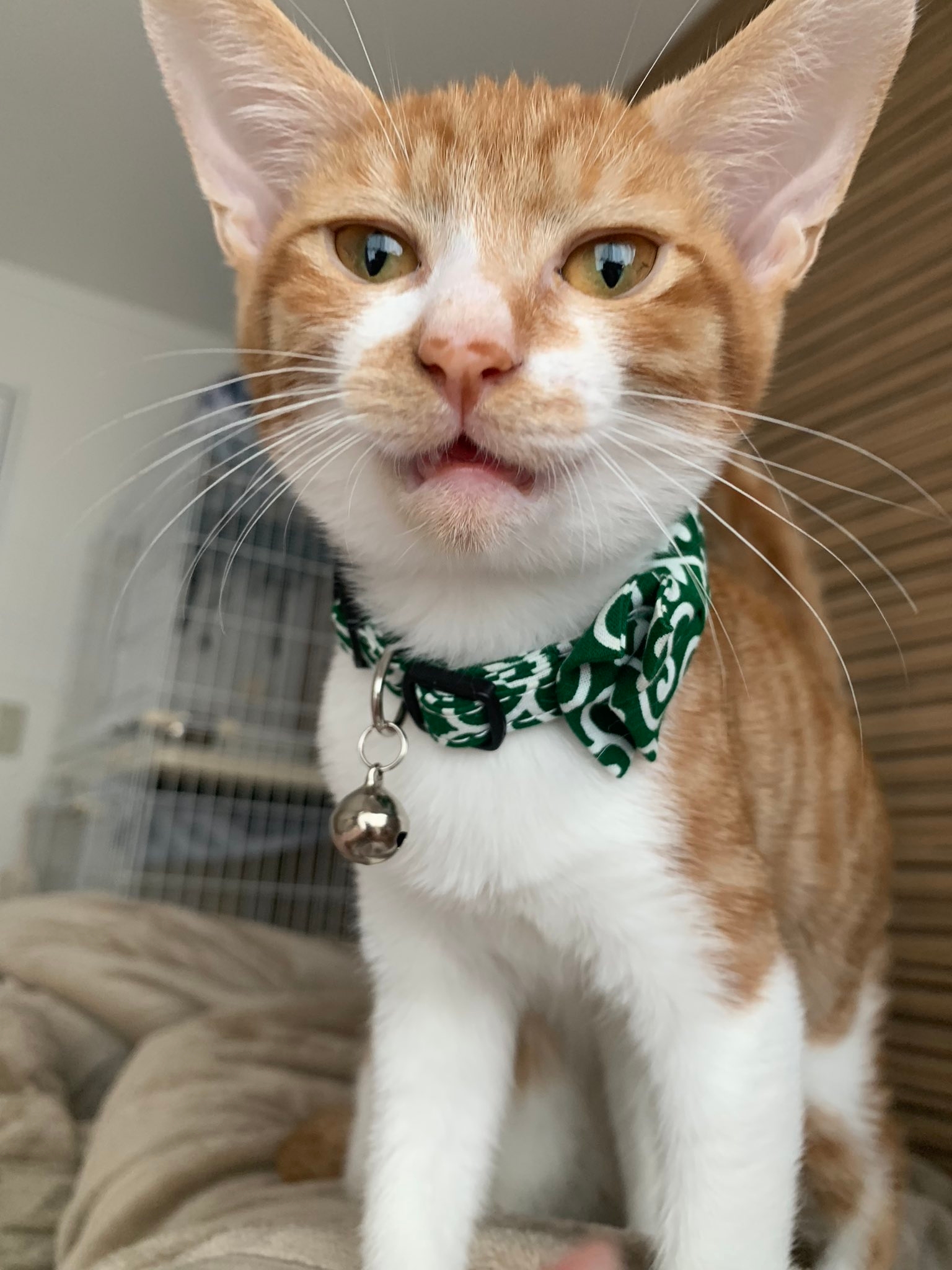 首に緑の模様のリボンをつけた猫が、カメラに向かって前足で歩いています。