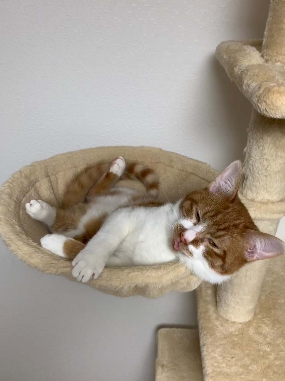 ハンモックでリラックスしている猫が、快適そうに目を閉じて眠っている場面。