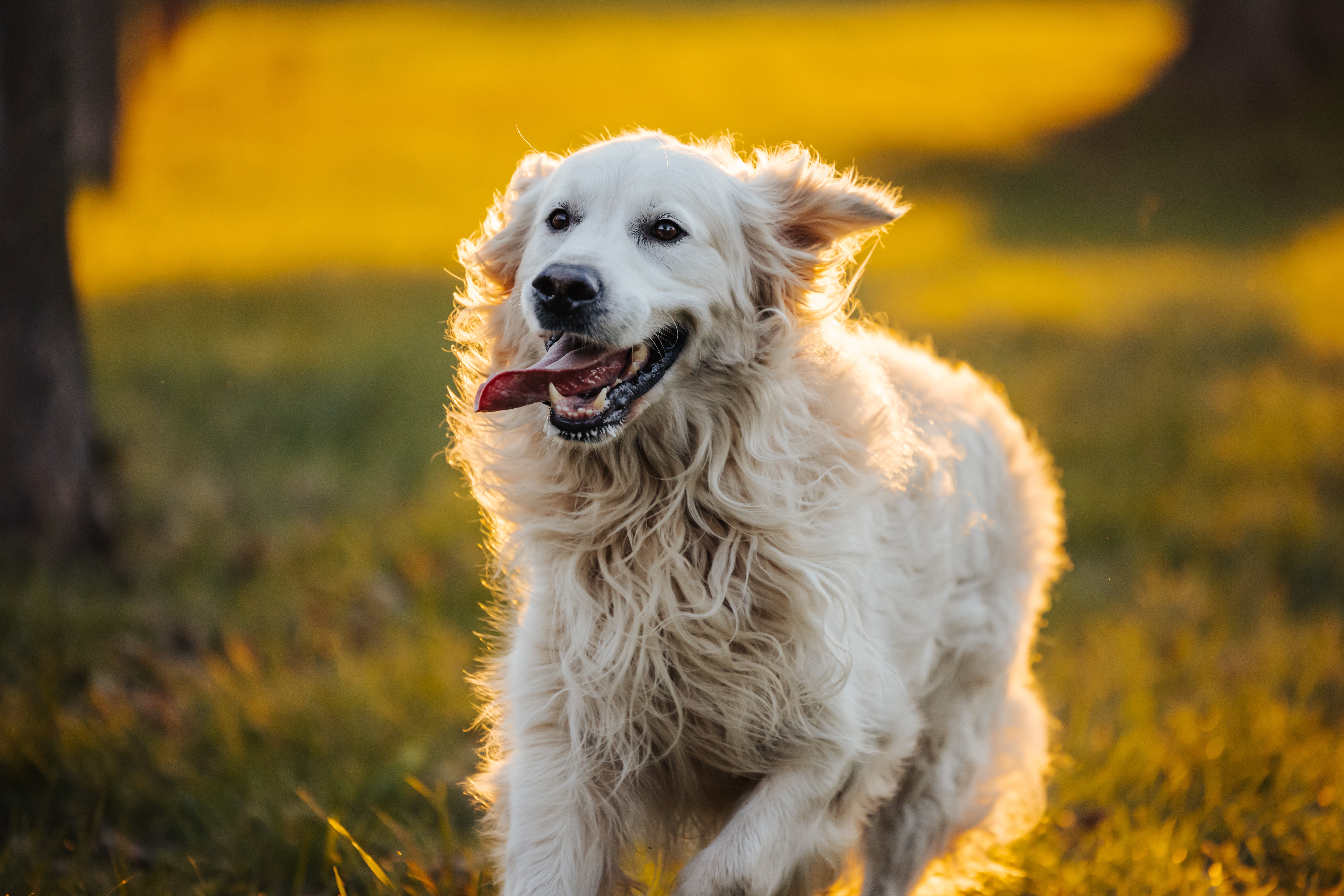 Golden Retriever joyfully running through a sunlit field with trees in the background