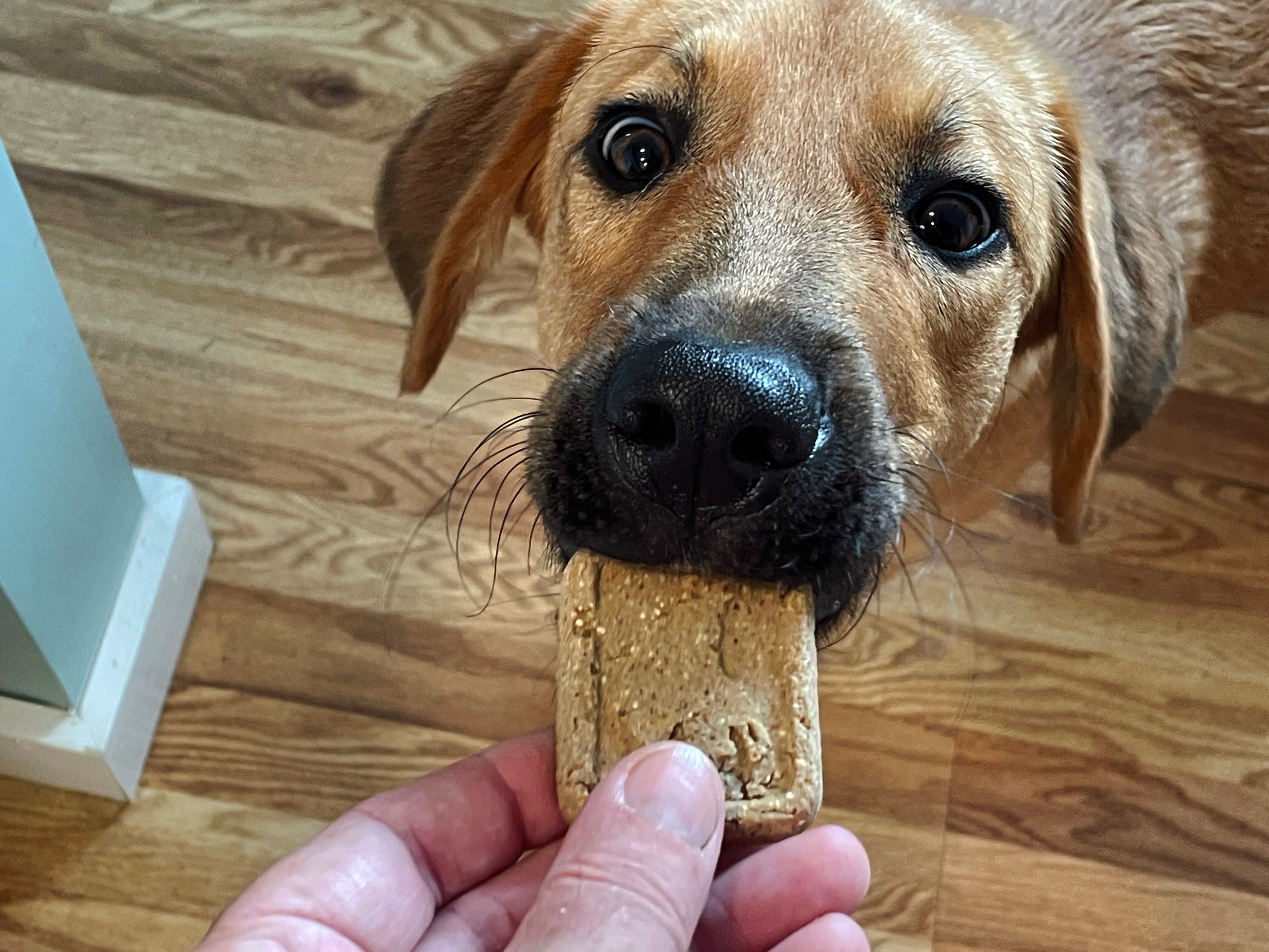Dog eagerly taking a treat from a person’s hand, standing on a wooden floor
