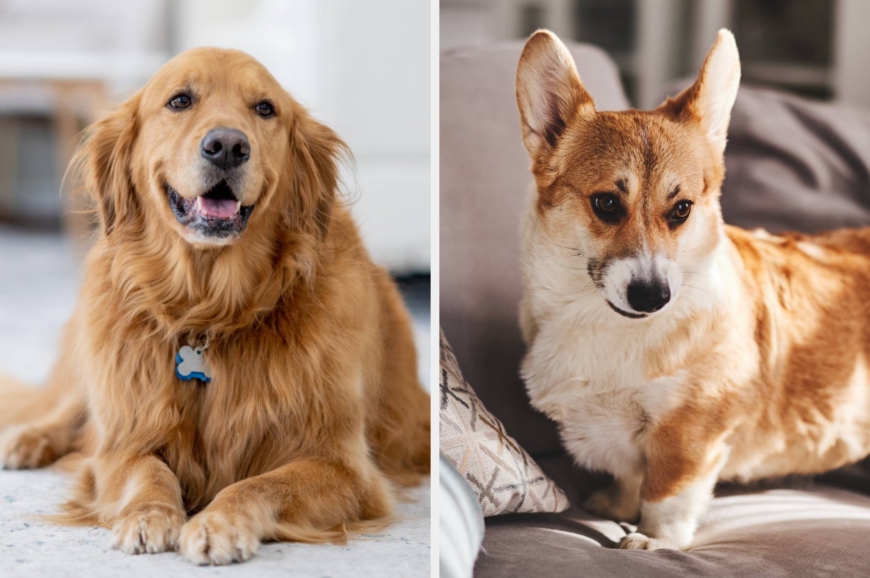 Split image of a Golden Retriever sitting and a Corgi standing on a couch
