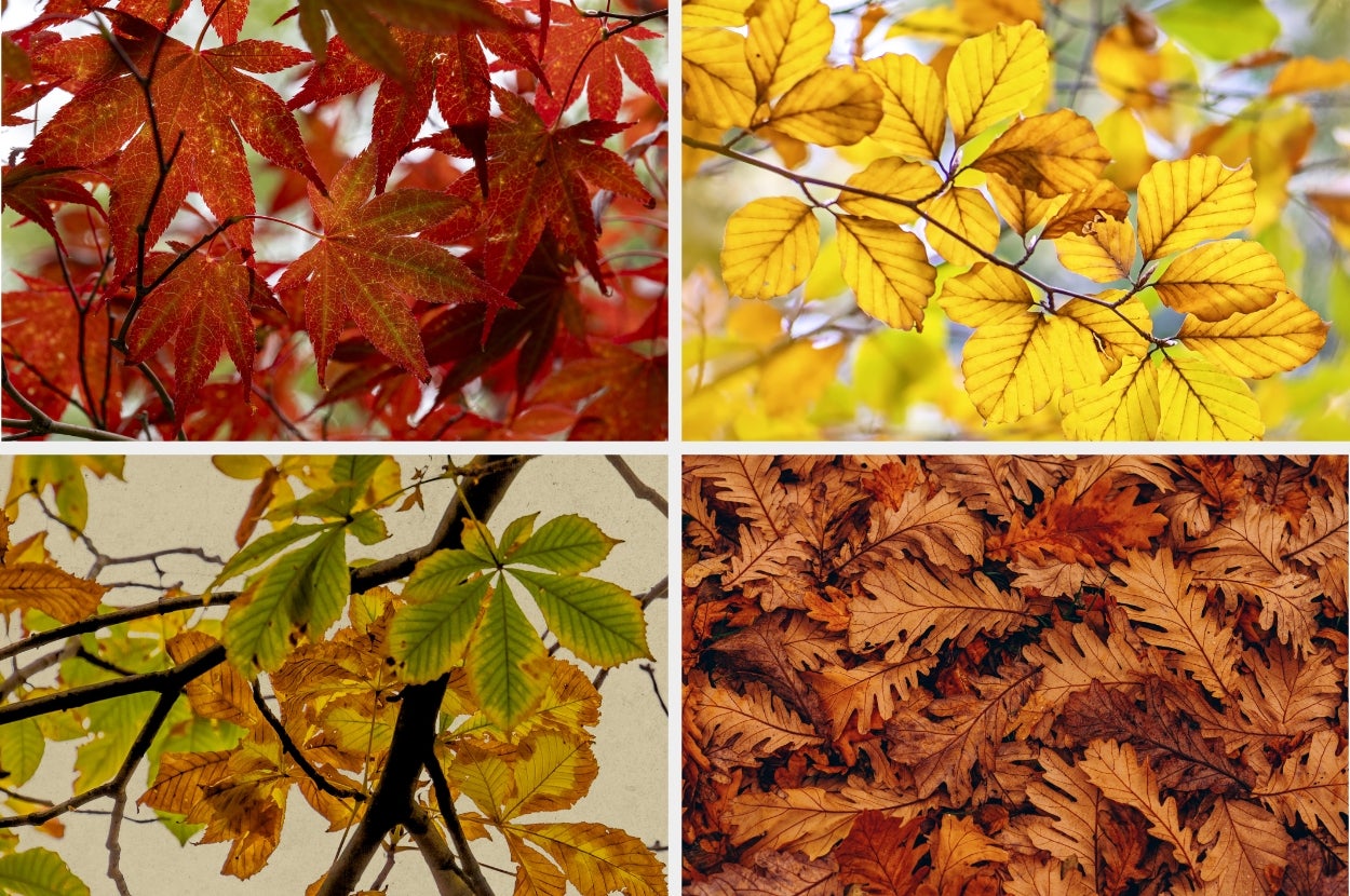 Various leaves display autumn colors in four separate images, showcasing different shapes and textures