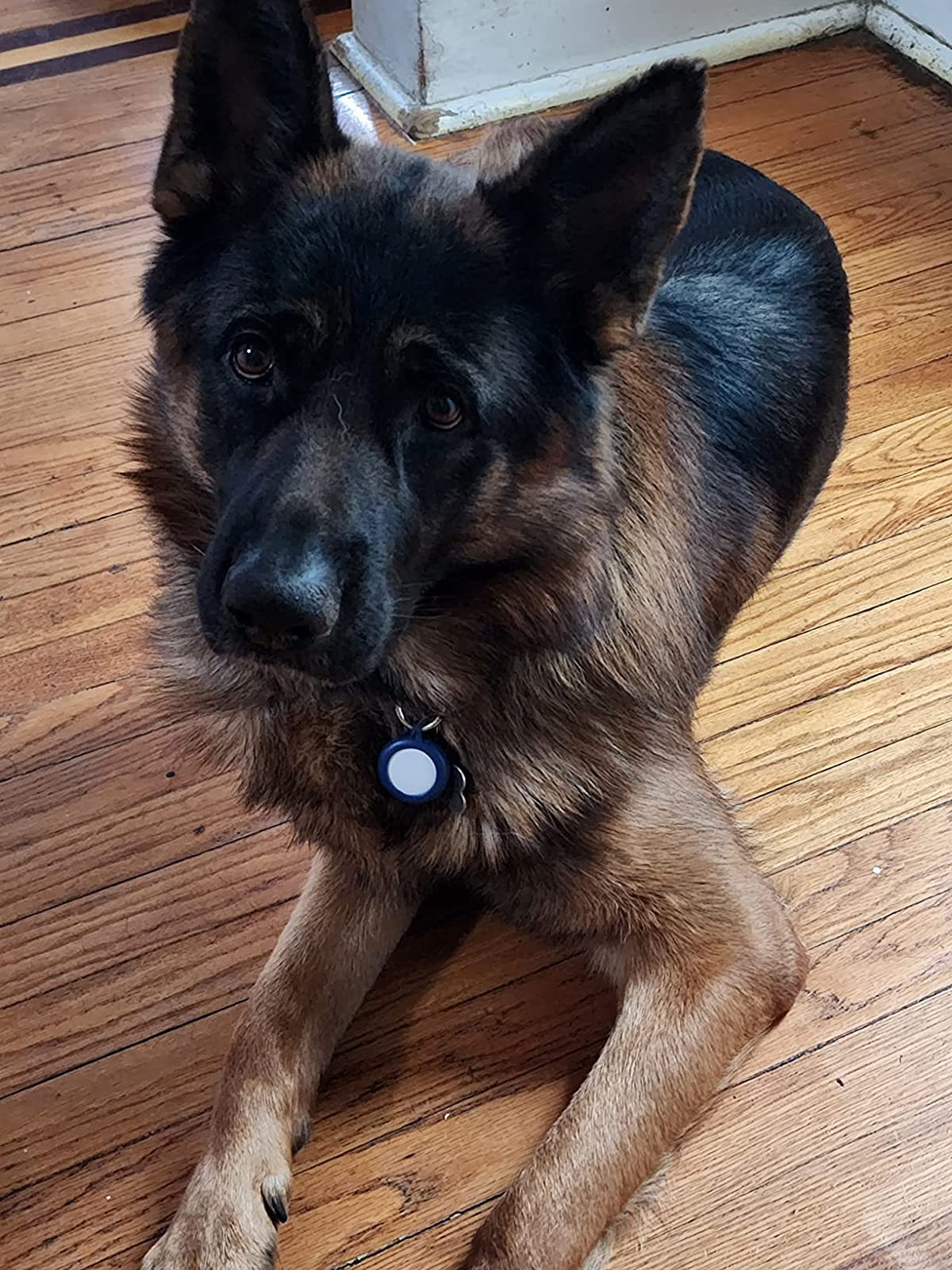 Reviewer's dog with an AirTag attached to its collar