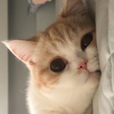 喵咪咪喵喵咪咪