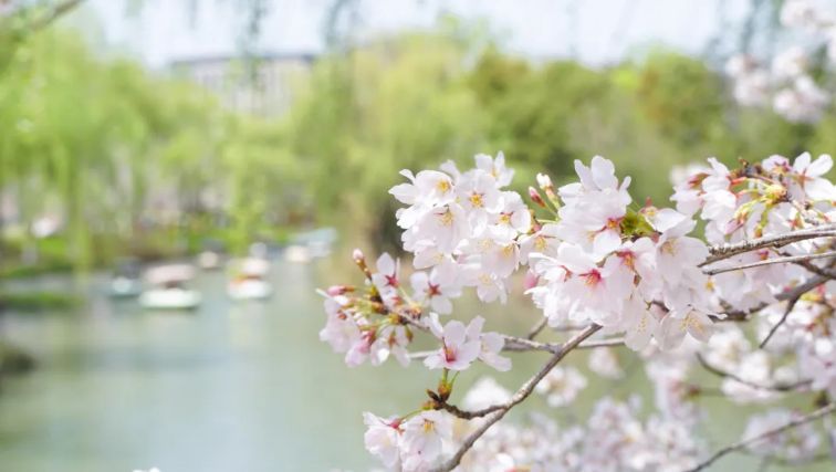 济南春日赏花指南