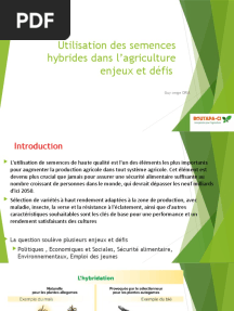 Utilisation Des Semences Hybride Dans L'agriculture