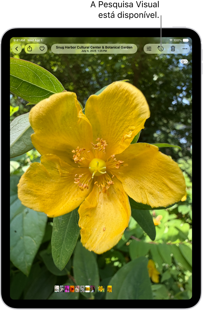 Uma foto está aberta na fototeca do app Fotos. Na parte superior da tela, o botão Informações mostra um ícone que indica a disponibilidade de informações de Pesquisa Visual. O botão está selecionado e os resultados da Pesquisa Visual aparecem na tela.