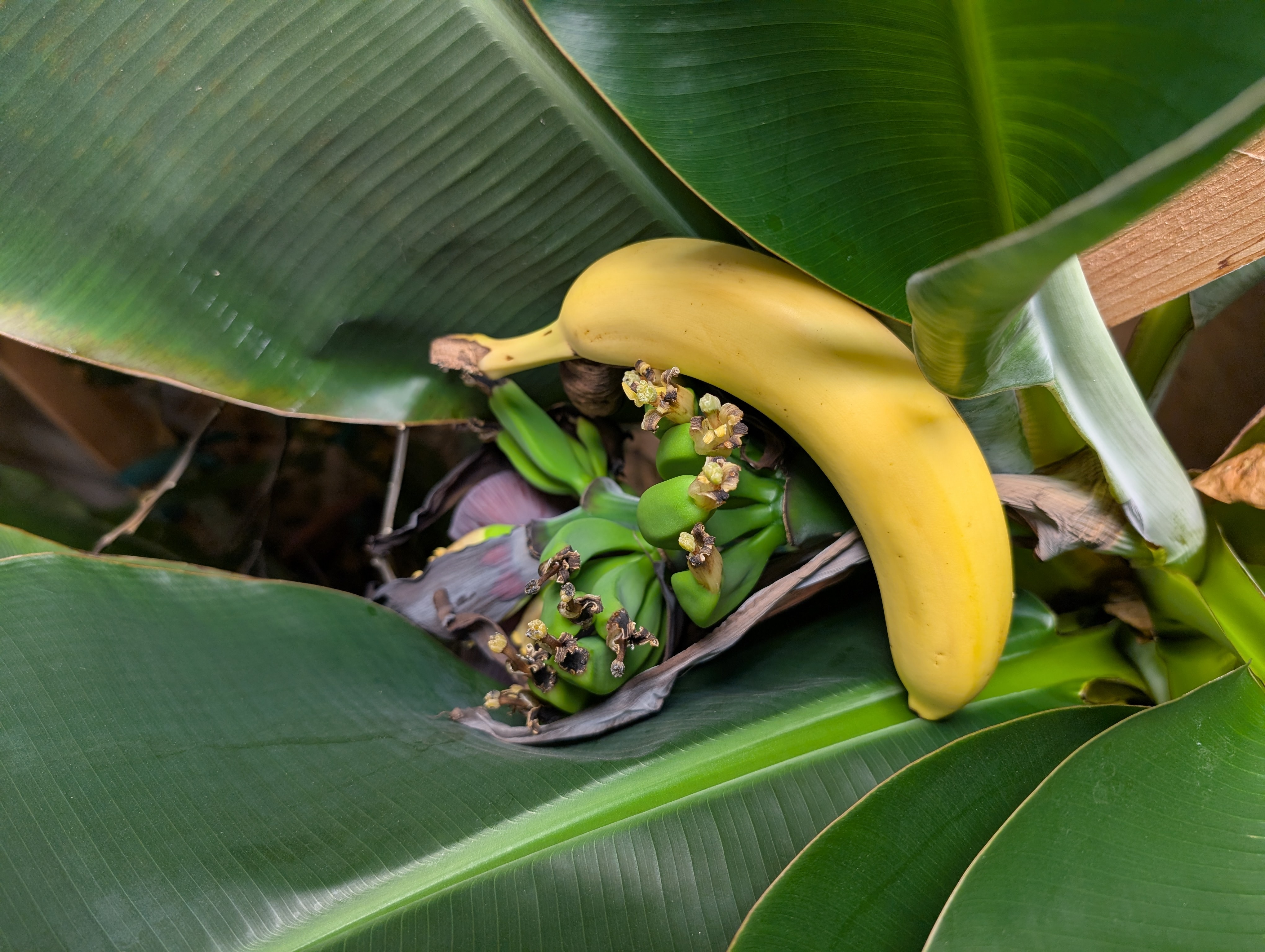 banana for scale for bananas