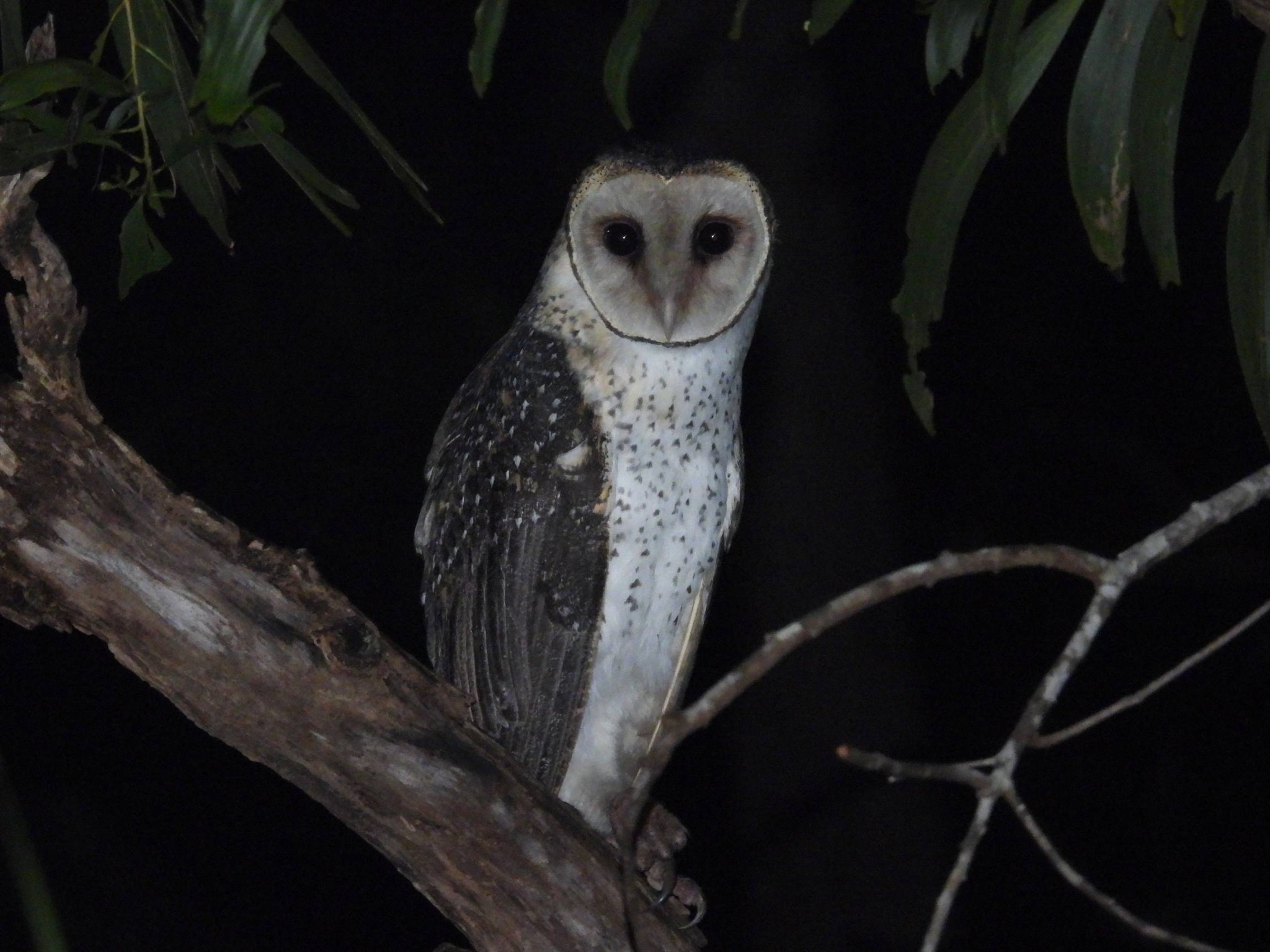 An owl with spotted feathers perched on a tree branch, looking directly at the camera.