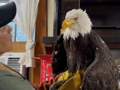Title: Obit Bald Eagle Jackie Image ID: 26222788532630 Article: Jackie the bald eagle is e