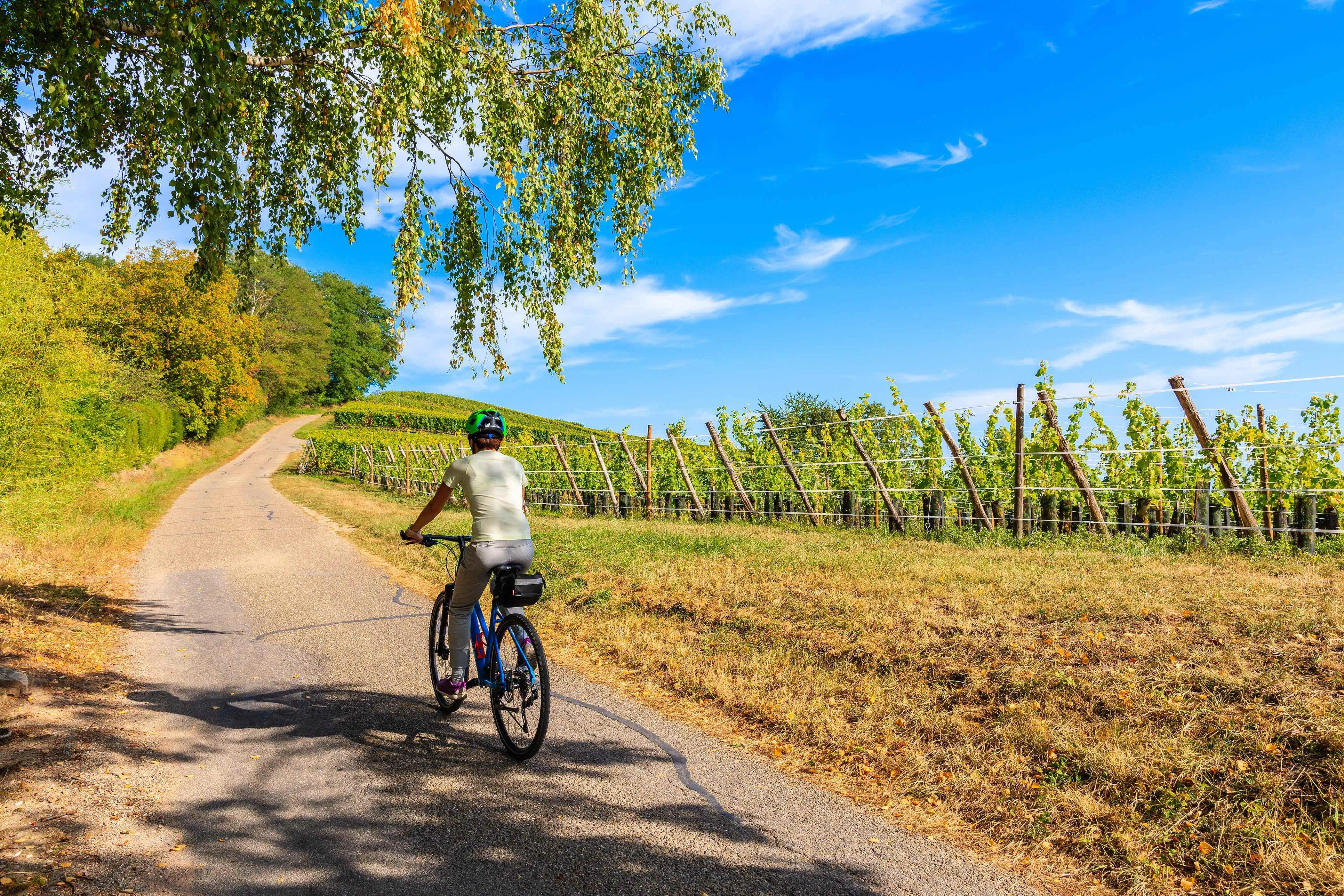 Une personne fait du vélo sur une route sinueuse à travers un vignoble par une journée ensoleillée.