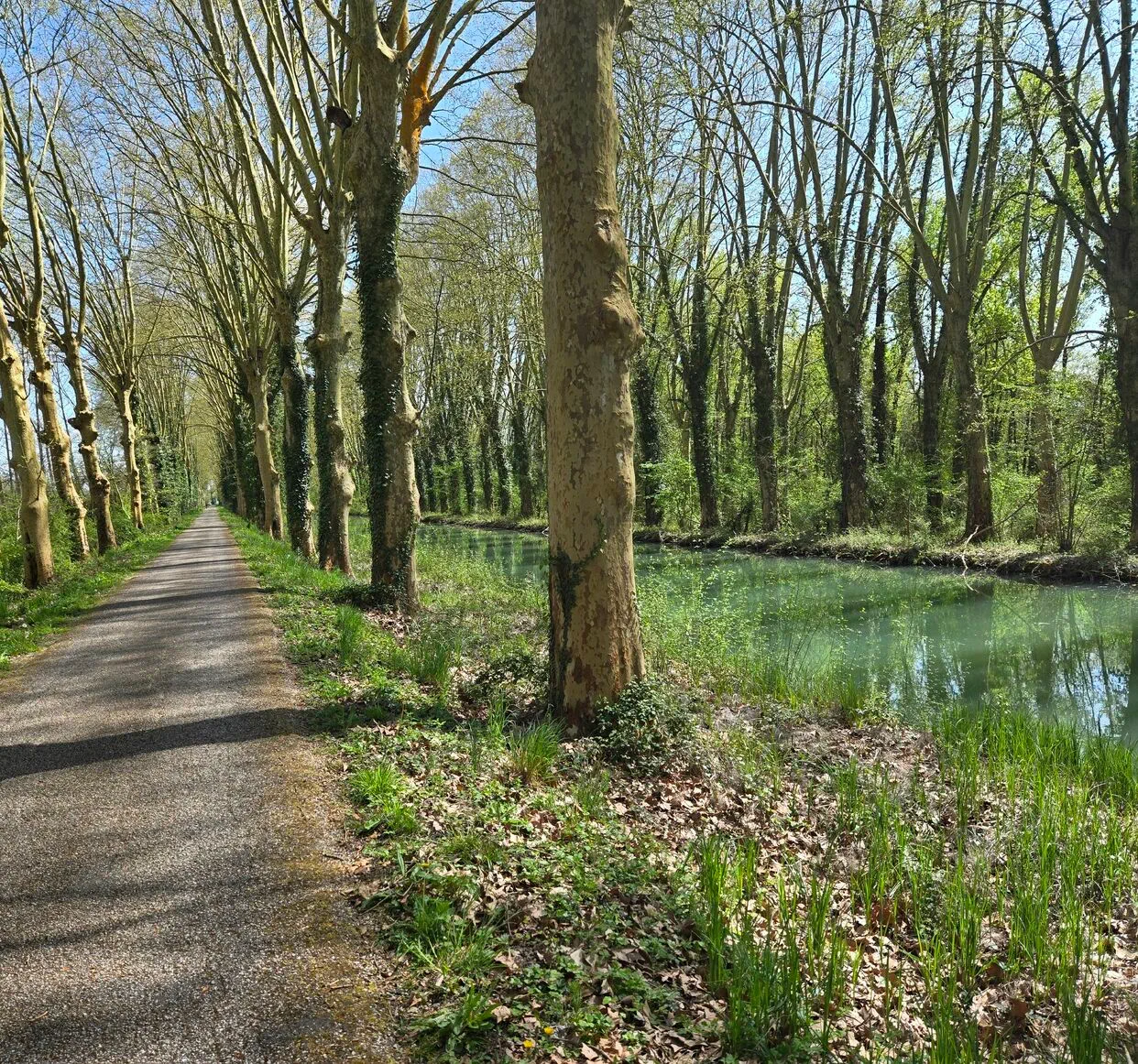 Allée bordée d'arbres menant à un canal paisible, avec une lumière douce filtrant à travers les feuilles.