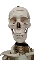 a close up of a skeleton with a skull on top of it