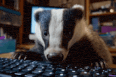 a badger is laying on top of a keyboard