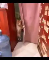 a cat is standing on its hind legs behind a curtain in a room .