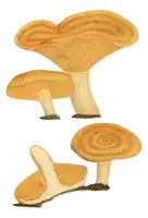 a drawing of a mushroom with a white background
