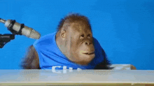 a monkey is sitting in front of a microphone .