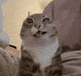 a cat is sitting on a bed with its tongue out and looking at the camera .