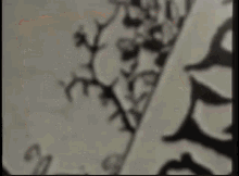 a close up of a black and white drawing of a tree