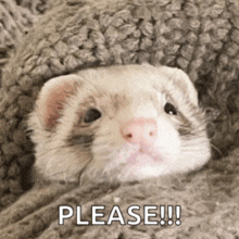 a ferret is wrapped in a blanket and asking for please