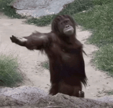 a monkey with its arms outstretched standing on a dirt road