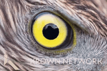 a close up of a bird 's eye with the words thrown network written below it