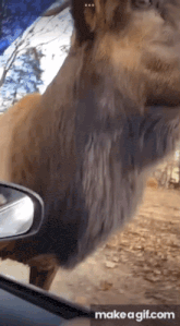a deer is sticking its head out of a car window with make a gif.com written below it