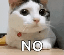 a cat is laying on a table with the words `` no '' written on it .