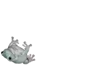 a frog is laying on its back with its eyes closed