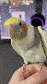 a close up of a bird sitting on a person 's arm