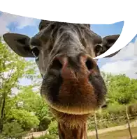 a close up of a giraffe 's nose with a white border