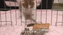a cat in a cage with a sign that says stick