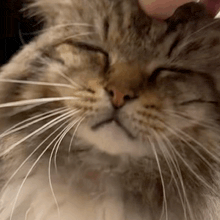 a close up of a cat 's face with a person 's hand petting it
