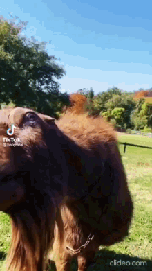 a camel is standing in a grassy field with a tiktok watermark