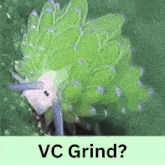 a close up of a green leaf with the words vc grind below it