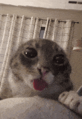 a cat is sticking its tongue out in front of a window