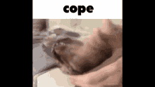 a person is petting a cat on a bed with the word cope written above it .
