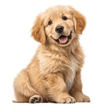 a golden retriever puppy is sitting on a white background with its tongue out .