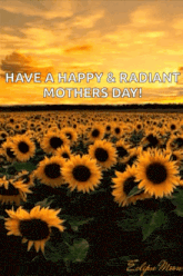 a field of sunflowers with the words have a happy & radiant mother 's day