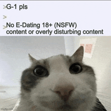 a cat is looking at the camera with a caption that says no e-dating 18+ ( nsfw )